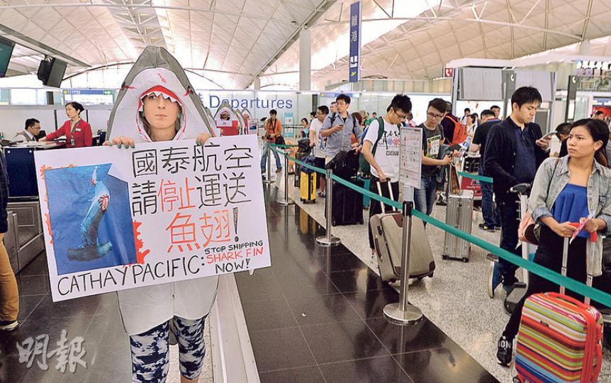 一班環保人士噚日去到機場嘅國泰航空櫃位抗議,佢哋身穿鯊魚服裝,手持抗議標語,促請國泰航空跟隨香港快運咁全面停止運送魚翅,佢哋仲一度瞓喺地下,扮畀人割去鯊魚鰭。(馮凱鍵攝) 一班環保人士噚日去到機場嘅國泰航空櫃位抗議,佢哋身穿鯊魚服裝,手持抗議標語,促請國泰航空跟隨香港快運咁全面停止運送魚翅,佢哋仲一度瞓喺地下,扮畀人割去鯊魚鰭。(馮凱鍵攝)