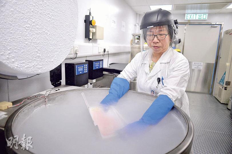 瑪麗醫院醫務化驗師陳婉儀(圖)平日埋首實驗室,其中一間房放滿了造血幹細胞的冷凍罐。冷凍罐內的液氮低至零下196℃,可致灼傷。她要先穿戴保護衣、眼罩及特製的厚手套,始能揭蓋及取出細胞樣本。揭蓋時寒氣溢出,記者也不禁往後退。為確保細胞樣本新鮮,拍照時她多次提醒「唔可以拎出嚟太耐」。(鍾林枝攝)瑪麗醫院醫務化驗師陳婉儀(左二)近23年來埋首實驗室,與醫務化驗師崔志安合作無間(左一),化驗及處理造血幹細胞,身旁為近年加入的年輕同事,陳婉儀未來兩年會培訓他們。(鍾林枝攝) 瑪麗醫院醫務化驗師陳婉儀(圖)平日埋首實驗室,其中一間房放滿了造血幹細胞的冷凍罐。冷凍罐內的液氮低至零下196℃,可致灼傷。她要先穿戴保護衣、眼罩及特製的厚手套,始能揭蓋及取出細胞樣本。揭蓋時寒氣溢出,記者也不禁往後退。為確保細胞樣本新鮮,拍照時她多次提醒「唔可以拎出嚟太耐」。(鍾林枝攝)瑪麗醫院醫務化驗師陳婉儀(左二)近23年來埋首實驗室,與醫務化驗師崔志安合作無間(左一),化驗及處理造血幹細胞,身旁為近年加入的年輕同事,陳婉儀未來兩年會培訓他們。(鍾林枝攝)