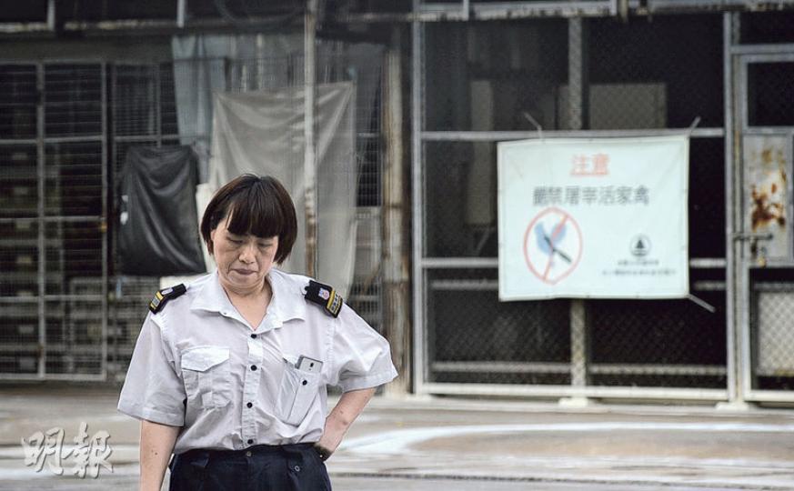 長沙灣臨時家禽批發市場現存4500隻家禽,該處雖非疫點,但政府為方便清潔消毒,決定今日內全數銷毁市場內的家禽,禽鳥擁有者之後可獲賠償;該市場昨仍關閉。(賴俊傑攝) 長沙灣臨時家禽批發市場現存4500隻家禽,該處雖非疫點,但政府為方便清潔消毒,決定今日內全數銷毁市場內的家禽,禽鳥擁有者之後可獲賠償;該市場昨仍關閉。(賴俊傑攝)