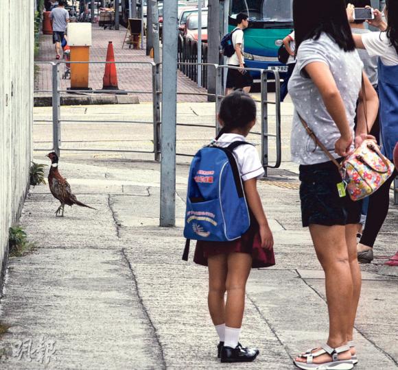 能飛幾十米的雉雞逃出批發市場後,一度走上行人路,惹來市民圍觀及拍照。(李紹昌攝) 能飛幾十米的雉雞逃出批發市場後,一度走上行人路,惹來市民圍觀及拍照。(李紹昌攝)