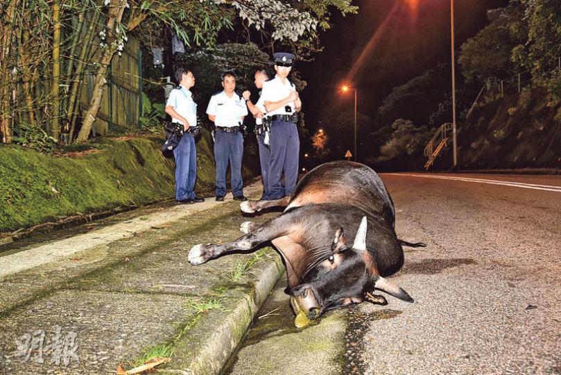 大網仔路近斬竹灣對開路面,昨凌晨有黃牛伏屍路上,懷疑被車撞斃。(蔡方山攝) 大網仔路近斬竹灣對開路面,昨凌晨有黃牛伏屍路上,懷疑被車撞斃。(蔡方山攝)