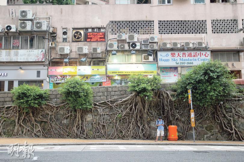 有155年歷史的般咸道石牆樹，去年8月因石牆出現裂痕，在健康良好下仍被路政署砍掉，申訴署完成主動調查，認為路政署因事態急切，移除決定「並非無理」。記者昨日所見，部分樹已重現生機。（林俊源攝）