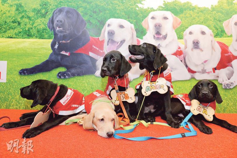 5隻小導盲犬的父親Tovi及母親Delsie都是黑色拉布拉多犬,不過Almore遺傳了牠婆婆的毛色,成為兄弟姊妹中唯一一隻金黃色小狗,十分搶眼。左起為Apple、Almore、Ape、Amigo及AA。(楊柏賢攝) 5隻小導盲犬的父親Tovi及母親Delsie都是黑色拉布拉多犬,不過Almore遺傳了牠婆婆的毛色,成為兄弟姊妹中唯一一隻金黃色小狗,十分搶眼。左起為Apple、Almore、Ape、Amigo及AA。(楊柏賢攝)