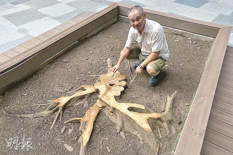 斬後:公開大學何文田銀禧學院內一棵屹立逾30年的鳳凰木,最近被校方移除。中華樹藝師公會會長、顧問樹藝師歐永森(圖)到現場觀察,指剩下樹幹部分結構健康,只有小量真菌感染,整棵倒塌的風險非常微;又指周圍環境包括被大樓包圍以及花槽太細,均令樹木不能健康生長。(黃志東攝) 斬後:公開大學何文田銀禧學院內一棵屹立逾30年的鳳凰木,最近被校方移除。中華樹藝師公會會長、顧問樹藝師歐永森(圖)到現場觀察,指剩下樹幹部分結構健康,只有小量真菌感染,整棵倒塌的風險非常微;又指周圍環境包括被大樓包圍以及花槽太細,均令樹木不能健康生長。(黃志東攝)