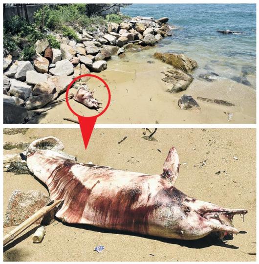 深井麗都灣石灘發現的海豚屍體已開始腐爛,其後證實為中華白海豚,專家指根據其體型,相信剛步入成年。(鍾炳然攝) 深井麗都灣石灘發現的海豚屍體已開始腐爛,其後證實為中華白海豚,專家指根據其體型,相信剛步入成年。(鍾炳然攝)