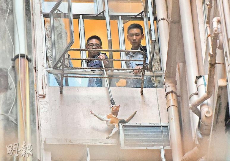 深水埗福華街一對花貓兄弟爬出冷氣機頂被困,愛協人員接報到場,將花貓救回安全地點。(蔡方山攝) 深水埗福華街一對花貓兄弟爬出冷氣機頂被困,愛協人員接報到場,將花貓救回安全地點。(蔡方山攝)