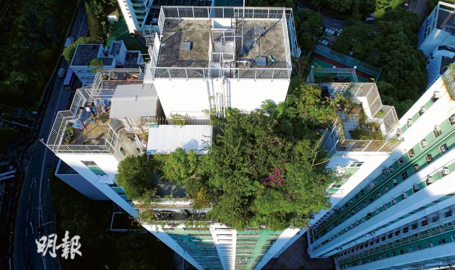 荃灣荃威花園E座天台出現大量綠化的情况,居民戲稱之為「荃威的森林」,有居民擔心過量的種植會對天台造成負擔,有測量師亦指隨着雨季降臨,該天台過量種植可能損害建築物結構。(林俊源攝)荃威花園一單位連天台被人投訴綠化植物生長過盛造成滋擾,業主多年來拒絕改善。本報近日再往觀察,發現天台植物已伸展至下層單位,有樹枝更長至越過對面。(林俊源攝)荃威花園E座天台的「荃威的森林」(箭嘴示)被人投訴多年,從旁邊的D座可見原來天台樣貌。(林俊源攝) 荃灣荃威花園E座天台出現大量綠化的情况,居民戲稱之為「荃威的森林」,有居民擔心過量的種植會對天台造成負擔,有測量師亦指隨着雨季降臨,該天台過量種植可能損害建築物結構。(林俊源攝)荃威花園一單位連天台被人投訴綠化植物生長過盛造成滋擾,業主多年來拒絕改善。本報近日再往觀察,發現天台植物已伸展至下層單位,有樹枝更長至越過對面。(林俊源攝)荃威花園E座天台的「荃威的森林」(箭嘴示)被人投訴多年,從旁邊的D座可見原來天台樣貌。(林俊源攝)