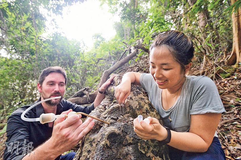 港大生物科學學院助理教授管納德博士(左)與其研究助理、發現「金樹蟻」的羅羽莹(右),在港大附近的龍虎山示範如何捕捉螞蟻作研究,管納德在膠管口輕輕吸氣,把細小的螞蟻吸入容器內。(楊柏賢攝) 港大生物科學學院助理教授管納德博士(左)與其研究助理、發現「金樹蟻」的羅羽莹(右),在港大附近的龍虎山示範如何捕捉螞蟻作研究,管納德在膠管口輕輕吸氣,把細小的螞蟻吸入容器內。(楊柏賢攝)