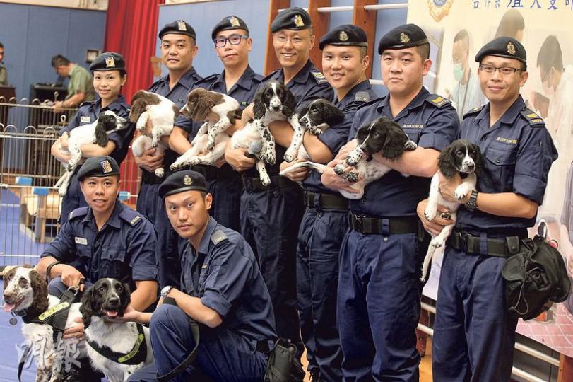 懲教及海關合作繁殖工作犬,僅3個月大的史賓格幼犬「七小福」(上排小狗)是懲教署警衛犬隊母犬Atom(下排左犬)同海關搜查犬Barney(下排右犬)的子女,將來分別會到懲教署或海關受訓及工作。(李紹昌攝) 懲教及海關合作繁殖工作犬,僅3個月大的史賓格幼犬「七小福」(上排小狗)是懲教署警衛犬隊母犬Atom(下排左犬)同海關搜查犬Barney(下排右犬)的子女,將來分別會到懲教署或海關受訓及工作。(李紹昌攝)