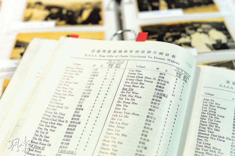有嘉道理農場暨植物園職員保存了一批原本準備丟棄的舊文件,幫助職員能快速在嘉道理農業輔助會早年的贈牛紀錄中,找回「牛婆婆」亡母的照片。(鍾林枝攝) 有嘉道理農場暨植物園職員保存了一批原本準備丟棄的舊文件,幫助職員能快速在嘉道理農業輔助會早年的贈牛紀錄中,找回「牛婆婆」亡母的照片。(鍾林枝攝)