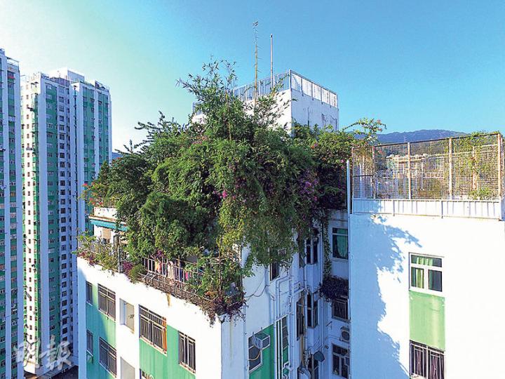 本報上月報道,荃威花園E座25樓連天台單位的業主大規模綠化天台(上圖),遭屋宇署釘契逾兩年仍未還原。該業主終在上周五開始搭棚移除植物(下圖)。(馮凱鍵攝) 本報上月報道,荃威花園E座25樓連天台單位的業主大規模綠化天台(上圖),遭屋宇署釘契逾兩年仍未還原。該業主終在上周五開始搭棚移除植物(下圖)。(馮凱鍵攝)
