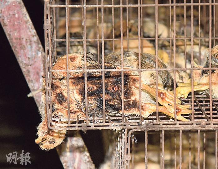 八鄉大江埔村一個養雞場昨凌晨突然起火，首先起火的雞棚約3000隻雞苗全遭燒死。（蔡方山攝）