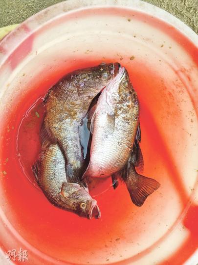 愛協人員聯同救生員撈獲一批「放生」至海中的魚,經點算後發現共有17條盲鰽、紅鮋及4隻巴西龜。(林智傑攝)在愛協人員昨行動後,本報記者在近水灣遙距拍攝到有市民乘船到近汀九橋橋底海面,將魚扔入海,其間有人雙手合十。(林智傑攝)愛協獸醫表示,早前接收的龜大都有不同程度傷患,包括皮膚潰爛、結膜炎和眼部紅腫,有龜身上有血漬。(鍾炳然攝) 愛協人員聯同救生員撈獲一批「放生」至海中的魚,經點算後發現共有17條盲鰽、紅鮋及4隻巴西龜。(林智傑攝)在愛協人員昨行動後,本報記者在近水灣遙距拍攝到有市民乘船到近汀九橋橋底海面,將魚扔入海,其間有人雙手合十。(林智傑攝)愛協獸醫表示,早前接收的龜大都有不同程度傷患,包括皮膚潰爛、結膜炎和眼部紅腫,有龜身上有血漬。(鍾炳然攝)