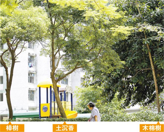 房屋署承認「認錯樹」，把柴灣一公共屋邨公園內的土沉香認錯為細葉榕。中大生命科學學院名譽高級研究員趙紹惠教授指出，土沉香的特徵明顯，不應認錯，她估計這棵9米高的土沉香價值逾千萬元，署方應主動保育。（郭慶輝攝）仔細觀察可見該土沉香有一枝椏已被截斷（紅箭嘴示），留下發黑的部分；另一枝椏已發黑（藍箭嘴示），樹皮上有真菌，惟有關部門未有處理，居民擔心會有塌下危險。（郭慶輝攝）