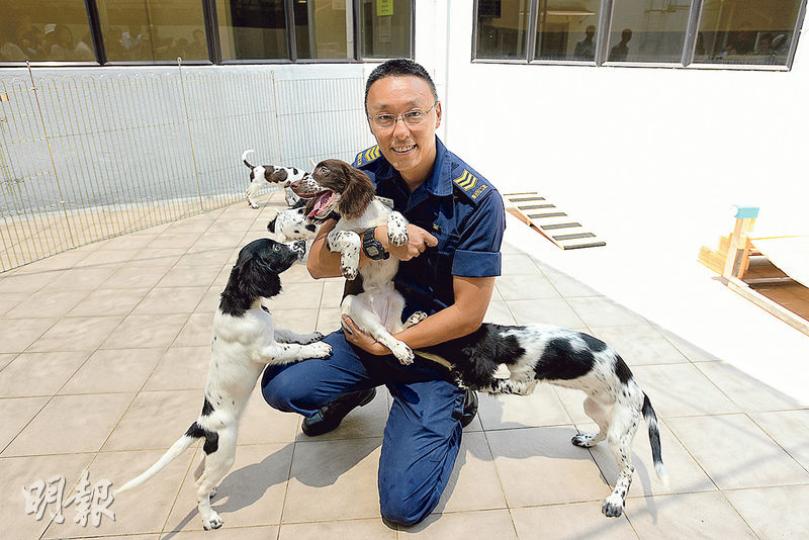 懲教署警衛犬隊副主管鄭樂怡（Louis）是懲教資深「接生婆」，目前已為懲教接生逾70頭狗，他今年中接生的7頭史賓格跳犬出生時只有手掌般大小，現已4個多月大，終日不停玩耍（圖）。（楊柏賢攝）
