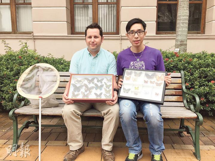 香港大學生物科學學院助理教授Timothy Bonebrake(左)及博士生曾栢諾(右),在2014年曾做為期7個月巿區公園蝴蝶的分佈研究,並發現罕見或非常罕見的蝴蝶。二人昨展示在研究期間收集的常見或罕見蝴蝶標本。(張嘉雯攝) 香港大學生物科學學院助理教授Timothy Bonebrake(左)及博士生曾栢諾(右),在2014年曾做為期7個月巿區公園蝴蝶的分佈研究,並發現罕見或非常罕見的蝴蝶。二人昨展示在研究期間收集的常見或罕見蝴蝶標本。(張嘉雯攝)