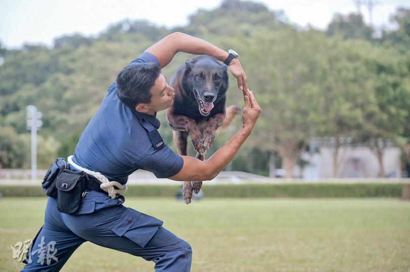 警犬隊每3年一度舉行嘅警犬技能比賽,會分「服從」同「攻擊」兩項賽事,其中「服從」比賽,領犬員做出多項指示,考驗警犬服從嘅速度、動作流暢度等。圖為連續3屆晉身決賽嘅Rico,見到領犬員做「火圈」形狀手勢,即跳過嚟完成要求動作。(蘇智鑫攝)經基因比對下配種嘅9隻BB,現時喺警犬隊總部嘅特別室接受悉心照料。Emily噚日就去咗探佢哋,隔住玻璃窗望住瞓喺養育箱嘅小狗,而媽媽Seeker就喺箱外側邊休息。(蘇智鑫攝) 警犬隊每3年一度舉行嘅警犬技能比賽,會分「服從」同「攻擊」兩項賽事,其中「服從」比賽,領犬員做出多項指示,考驗警犬服從嘅速度、動作流暢度等。圖為連續3屆晉身決賽嘅Rico,見到領犬員做「火圈」形狀手勢,即跳過嚟完成要求動作。(蘇智鑫攝)經基因比對下配種嘅9隻BB,現時喺警犬隊總部嘅特別室接受悉心照料。Emily噚日就去咗探佢哋,隔住玻璃窗望住瞓喺養育箱嘅小狗,而媽媽Seeker就喺箱外側邊休息。(蘇智鑫攝)
