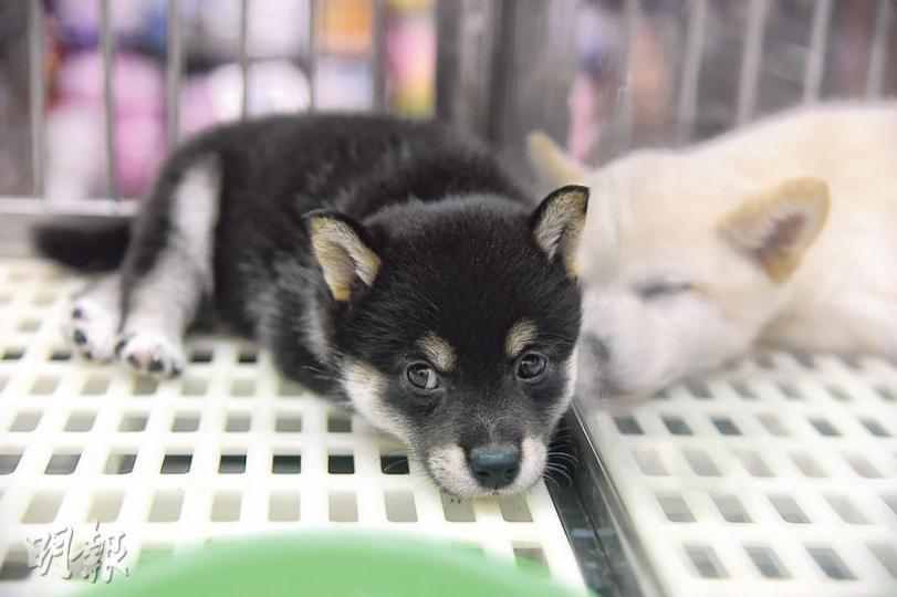 兩個月大柴犬仔被匪徒偷走後,店內剩下雌性小柴犬獨自在籠中,似顯得悶悶不樂。(林智傑攝) 兩個月大柴犬仔被匪徒偷走後,店內剩下雌性小柴犬獨自在籠中,似顯得悶悶不樂。(林智傑攝)