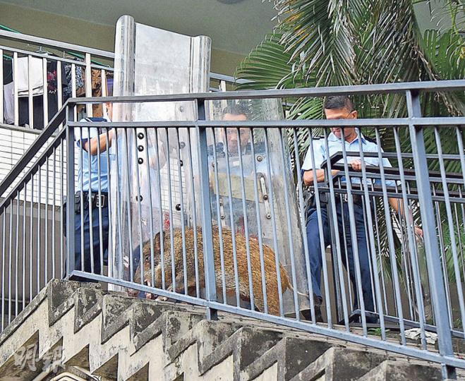 警員一度出動盾牌抵擋野豬,但有一名警員在捕捉野豬期間遭野豬咬傷腳部,事件中有一名屋苑保安被野豬撞倒和咬傷。(鍾炳然攝)被野豬咬傷的保安員(前左)昨送院治理。(蔡方山攝) 警員一度出動盾牌抵擋野豬,但有一名警員在捕捉野豬期間遭野豬咬傷腳部,事件中有一名屋苑保安被野豬撞倒和咬傷。(鍾炳然攝)被野豬咬傷的保安員(前左)昨送院治理。(蔡方山攝)