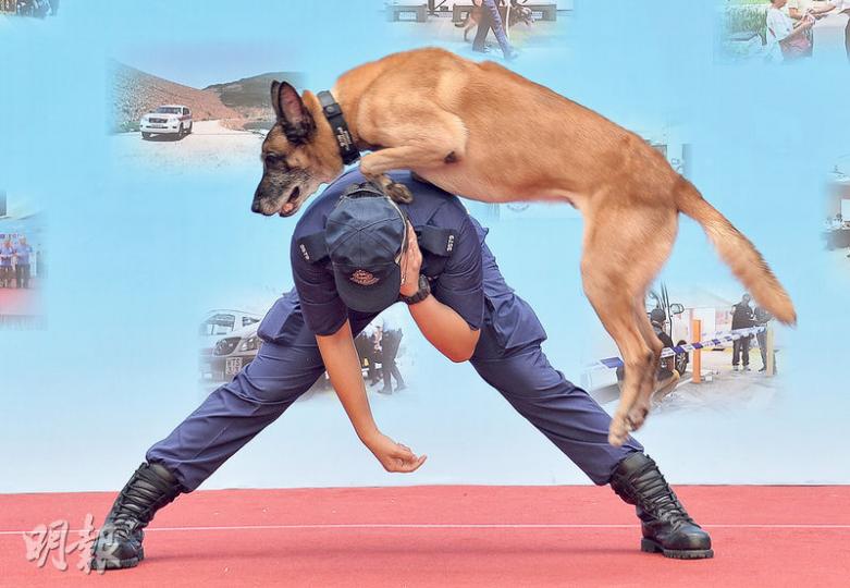 黃大仙警署開放日安排即將退休嘅7歲警犬Ray表演服從訓練,觀衆熱烈拍掌,仲爭住同Ray影相 黃大仙警署開放日安排即將退休嘅7歲警犬Ray表演服從訓練,觀衆熱烈拍掌,仲爭住同Ray影相