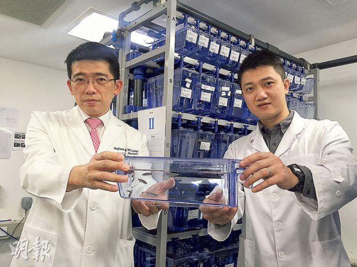 獲得裘槎優秀醫學科研者獎的港大醫學院內科學系臨牀教授梁如鴻(左),透過將斑馬魚作疾病模型,了解病症,有助制訂治療方案。右為港大醫學院內科學系博士後研究員何柏亮。(邱雅錡攝) 獲得裘槎優秀醫學科研者獎的港大醫學院內科學系臨牀教授梁如鴻(左),透過將斑馬魚作疾病模型,了解病症,有助制訂治療方案。右為港大醫學院內科學系博士後研究員何柏亮。(邱雅錡攝)