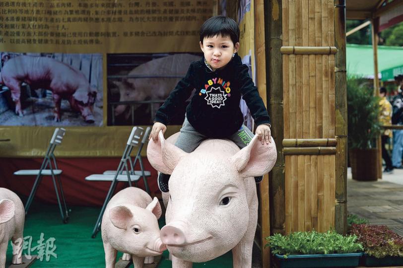 一連4日本地漁農美食迎春嘉年華昨起在旺角花墟公園舉行,逾370個攤位展銷本地漁農產品,活動費用全免,免費穿梭巴士每15分鐘由石硤尾港鐵站B1窩仔街出口開出。除了展出本地優質漁農產品,場內還有豬模型供入場人士拍照。(鍾林枝攝) 鹽步秋茄(中)來自廣東佛山南海區,近年引入本港,它的外表較一般茄子修長、呈青綠色,外皮也較軟,吃起來頗嫩且有瓜味,適合清蒸,加上豉油及熟油便可食用。售價約30元一斤。(鍾林枝攝) 黃色的翠肉瓜(中)是本地有機農作物中較特別的品種,瓜較軟身;深綠色的翠肉瓜(左)瓜味較濃;淺綠 一連4日本地漁農美食迎春嘉年華昨起在旺角花墟公園舉行,逾370個攤位展銷本地漁農產品,活動費用全免,免費穿梭巴士每15分鐘由石硤尾港鐵站B1窩仔街出口開出。除了展出本地優質漁農產品,場內還有豬模型供入場人士拍照。(鍾林枝攝) 鹽步秋茄(中)來自廣東佛山南海區,近年引入本港,它的外表較一般茄子修長、呈青綠色,外皮也較軟,吃起來頗嫩且有瓜味,適合清蒸,加上豉油及熟油便可食用。售價約30元一斤。(鍾林枝攝) 黃色的翠肉瓜(中)是本地有機農作物中較特別的品種,瓜較軟身;深綠色的翠肉瓜(左)瓜味較濃;淺綠