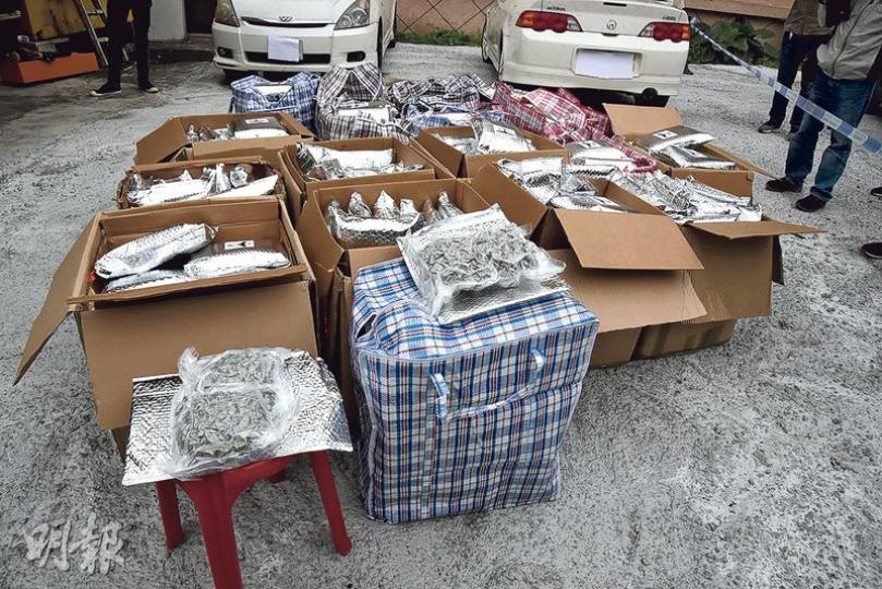 警方毒品調查科在元朗起獲約180公斤、總值近3000萬元大麻花。(林智傑攝) 警方毒品調查科在元朗起獲約180公斤、總值近3000萬元大麻花。(林智傑攝)