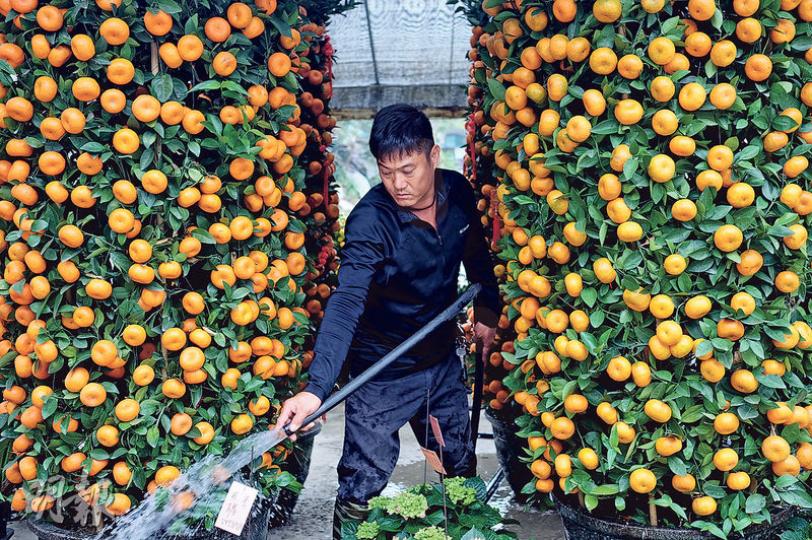 年約50歲的李永強於大埔林村土生土長,小時候曾問自己將來想擁有什麼,發現自己「非常喜歡」花,未到18歲,他就決心以一棵花苗做起,慢慢發展至今天每種年花皆有的花田,成為全職花農,以土地養活全家。有時為了工作只能睡兩三小時,問強哥是否很辛苦,他似乎沒把「辛苦」二字放在眼內,「因為非常喜歡,否則沒可能為這行每天只睡兩小時」,問他哪種花開得最漂亮,他想了又想,然後告訴你「所有年花都有價值」,全都是天時、地利、人和的結晶。(鍾林枝攝)處理種子、淋水、施肥至收割,強哥說,每步都要適時而行,要管理好花田,先要 年約50歲的李永強於大埔林村土生土長,小時候曾問自己將來想擁有什麼,發現自己「非常喜歡」花,未到18歲,他就決心以一棵花苗做起,慢慢發展至今天每種年花皆有的花田,成為全職花農,以土地養活全家。有時為了工作只能睡兩三小時,問強哥是否很辛苦,他似乎沒把「辛苦」二字放在眼內,「因為非常喜歡,否則沒可能為這行每天只睡兩小時」,問他哪種花開得最漂亮,他想了又想,然後告訴你「所有年花都有價值」,全都是天時、地利、人和的結晶。(鍾林枝攝)處理種子、淋水、施肥至收割,強哥說,每步都要適時而行,要管理好花田,先要