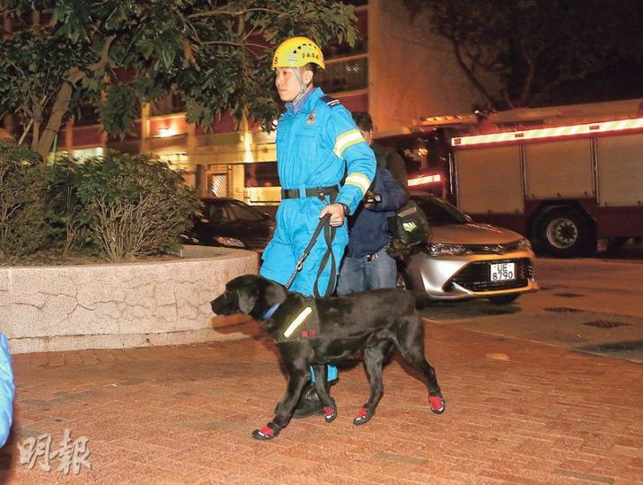 消防領犬員帶同穿上護腳套的消防犬「森仔」,進入發生火警單位協助蒐證。(伍浦鋒攝) 消防領犬員帶同穿上護腳套的消防犬「森仔」,進入發生火警單位協助蒐證。(伍浦鋒攝)