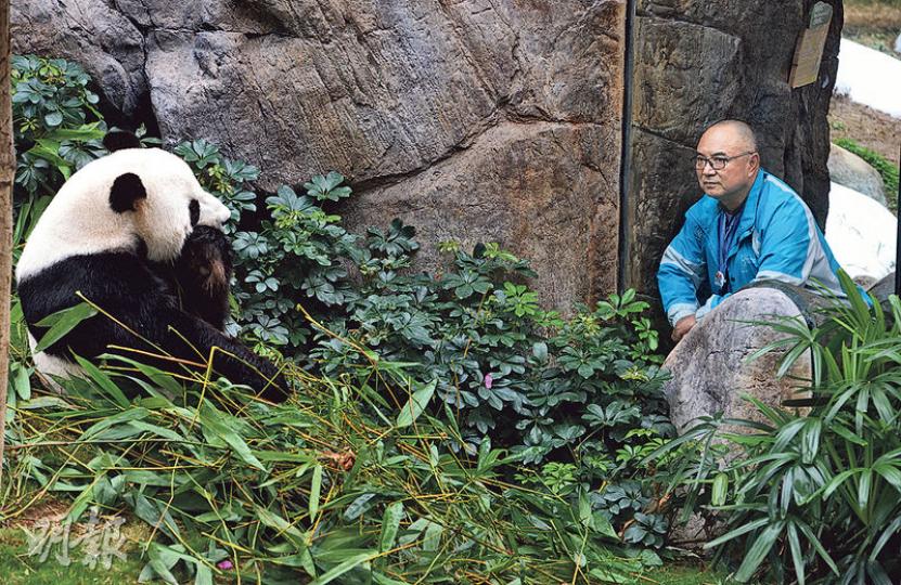 海洋公園動物行為及環境豐容經理吳乃江(藍衣者)是本港第一代大熊貓護理員,他視熊貓為好朋友,對牠們的習性及喜好瞭如指掌。(劉焌陶攝)大熊貓樂樂將掛在樹枝上的西柚味毛巾扯下,放近鼻子嗅了一嗅,又用毛巾放在面上搓揉。海洋公園動物行為及環境豐容經理吳乃江說,護理員平日都會在毛巾或麻布袋噴上不同氣味,以刺激熊貓的感官。熊貓發情期間,加上異性體味的物件更有助催情,有利交配行為。(劉焌陶攝) 海洋公園動物行為及環境豐容經理吳乃江(藍衣者)是本港第一代大熊貓護理員,他視熊貓為好朋友,對牠們的習性及喜好瞭如指掌。(劉焌陶攝)大熊貓樂樂將掛在樹枝上的西柚味毛巾扯下,放近鼻子嗅了一嗅,又用毛巾放在面上搓揉。海洋公園動物行為及環境豐容經理吳乃江說,護理員平日都會在毛巾或麻布袋噴上不同氣味,以刺激熊貓的感官。熊貓發情期間,加上異性體味的物件更有助催情,有利交配行為。(劉焌陶攝)