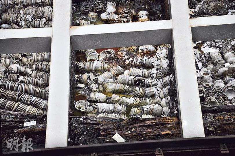 「南海一號」上的文物仍在清理出土,目前正參與海上絲路申遺改造工程,預計6月完成。(李泉攝) 「南海一號」上的文物仍在清理出土,目前正參與海上絲路申遺改造工程,預計6月完成。(李泉攝)