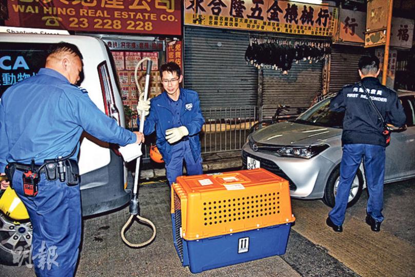 愛護動物協會人員救下被困簷篷的唐狗,並送回其主人家中將狗索及籠搬回車上收隊離場。(蔡方山攝) 愛護動物協會人員救下被困簷篷的唐狗,並送回其主人家中將狗索及籠搬回車上收隊離場。(蔡方山攝)
