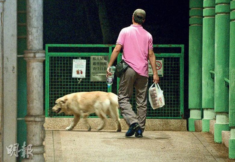 赤柱居屋龍德苑上月在業主大會通過修改「不准養狗」的規則,讓業主養狗。記者上周到龍德苑觀察,見有人帶着金毛尋回犬在屋苑內散步,並無使用狗繩牽引,尋回犬在路邊小便,主人其後以清水冲洗地面。(鍾林枝攝) 赤柱居屋龍德苑上月在業主大會通過修改「不准養狗」的規則,讓業主養狗。記者上周到龍德苑觀察,見有人帶着金毛尋回犬在屋苑內散步,並無使用狗繩牽引,尋回犬在路邊小便,主人其後以清水冲洗地面。(鍾林枝攝)