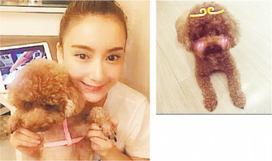 方媛的愛犬皮皮不見,她在微博上載圖片尋犬,其中一張是皮皮加了戴上金剛箍效果的照片。(微博圖片) 方媛的愛犬皮皮不見,她在微博上載圖片尋犬,其中一張是皮皮加了戴上金剛箍效果的照片。(微博圖片)