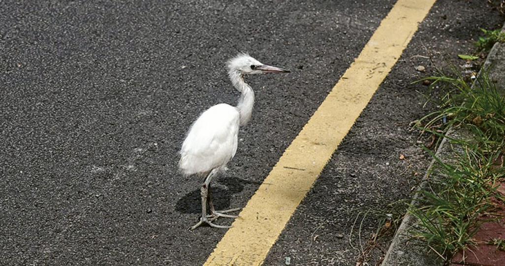 康文署修樹毁掉大批鷺鳥巢，令鷺鳥流離失所，鷺鳥母子亦失散，昨午有一隻左腳受傷流血的幼鳥（圖）獨個兒一拐一拐走到行人路，並穿過鐵欄跳出馬路，險象環生，牠其後返回草堆，最終被送到嘉道理農場治理。（鄧柳媚攝）康文署在大埔鷺鳥林修樹後一天，昨日現場地上留有樹枝和破爛的蛋殼。（林智傑攝）