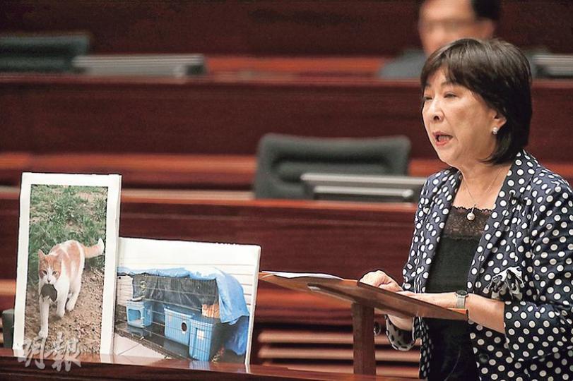 議員蔣麗芸建議政府仿效歐美,喺鼠患黑點組織流浪貓滅鼠隊,不過食衛局長高永文就話需要驗證。(李紹昌攝) 議員蔣麗芸建議政府仿效歐美,喺鼠患黑點組織流浪貓滅鼠隊,不過食衛局長高永文就話需要驗證。(李紹昌攝)