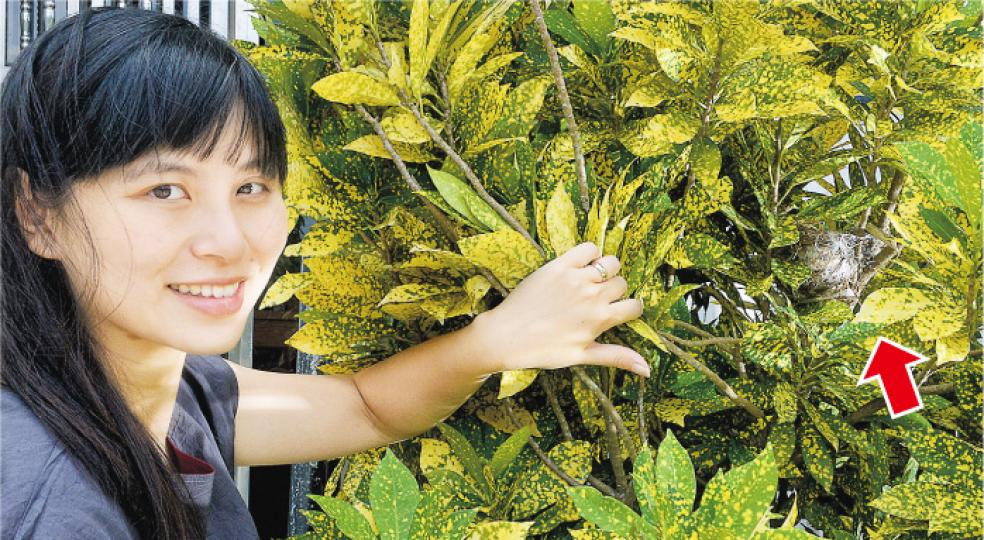 八十後準媽媽Harmony早前在家門前花園的小樹中發現鳥巢(箭嘴示),她採取「不干擾政策」,與丈夫進出時會輕力推門,以免令雛鳥受驚。她說丈夫工作的咖啡店後巷曾同樣有鳥巢,當時用傘替鳥巢遮風擋雨,但雛鳥孵出後不久死了,令她覺得不干擾雀鳥,自然能做到人與鳥共存。(劉焌陶攝)在長洲,近期適逢燕子繁殖旺季,大街小巷均有不少「筲箕鳥巢」。其中玩具店老闆娘鄭太說,4月底至5月初見到店舖旁邊有燕子巢一直未能築得穩固,與街坊商量後以膠筲箕托住燕巢,並在下方貼告示,警告去年剷巢者順應自然,善待燕子。(劉焌陶攝) 八十後準媽媽Harmony早前在家門前花園的小樹中發現鳥巢(箭嘴示),她採取「不干擾政策」,與丈夫進出時會輕力推門,以免令雛鳥受驚。她說丈夫工作的咖啡店後巷曾同樣有鳥巢,當時用傘替鳥巢遮風擋雨,但雛鳥孵出後不久死了,令她覺得不干擾雀鳥,自然能做到人與鳥共存。(劉焌陶攝)在長洲,近期適逢燕子繁殖旺季,大街小巷均有不少「筲箕鳥巢」。其中玩具店老闆娘鄭太說,4月底至5月初見到店舖旁邊有燕子巢一直未能築得穩固,與街坊商量後以膠筲箕托住燕巢,並在下方貼告示,警告去年剷巢者順應自然,善待燕子。(劉焌陶攝)