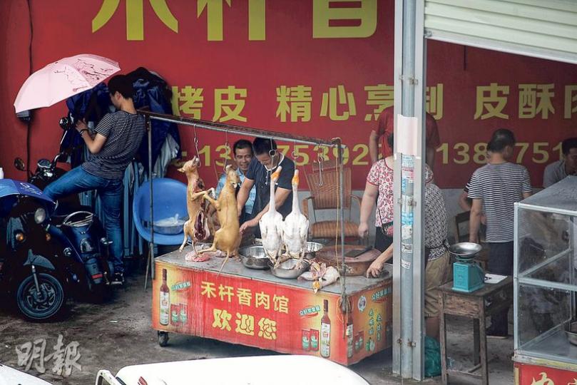 玉林一些路邊攤檔並無遵守有關規定,掛出兩隻已劏的狗隻。(明報記者攝)在食肆對面的店舖裏,有多名公安在戒備。(明報記者攝)玉林禁止攤販當街劏狗,但街頭上仍可見攤販劏狗的血腥場面。(明報記者攝) 玉林一些路邊攤檔並無遵守有關規定,掛出兩隻已劏的狗隻。(明報記者攝)在食肆對面的店舖裏,有多名公安在戒備。(明報記者攝)玉林禁止攤販當街劏狗,但街頭上仍可見攤販劏狗的血腥場面。(明報記者攝)