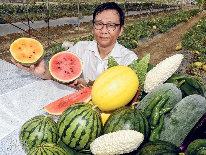 漁護署農業主任(園藝)陳益民話,「新蘭」(手持,左,橙肉)及「超甜黑美人168」(右)都係適合喺本地水土同夏季栽種嘅小果型西瓜品種。(劉焌陶攝) 漁護署農業主任(園藝)陳益民話,「新蘭」(手持,左,橙肉)及「超甜黑美人168」(右)都係適合喺本地水土同夏季栽種嘅小果型西瓜品種。(劉焌陶攝)