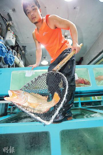 豪哥昨在香港仔魚類批發市場見到稀有的「紐約魚」(圖),即要求魚檔職員撈起供大家拍照。他說,「紐約魚」為珊瑚魚一種,「可遇不可求」,肉質鮮味,比東星斑更好吃,批發價每斤約100多元,這條約售200多元。(郭慶輝攝) 豪哥昨在香港仔魚類批發市場見到稀有的「紐約魚」(圖),即要求魚檔職員撈起供大家拍照。他說,「紐約魚」為珊瑚魚一種,「可遇不可求」,肉質鮮味,比東星斑更好吃,批發價每斤約100多元,這條約售200多元。(郭慶輝攝)