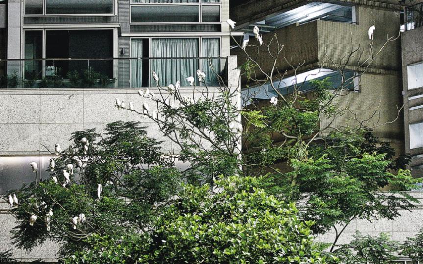小葵花根據季節選擇不同地方集體夜宿,有時選擇香港公園的樹上,有時愛在馬路的路燈上或屋頂上,聚集一起嘈雜一輪後安靜休息下來。(王思鳳攝)小葵花改造人工巢箱失敗,沒有使用。(王思鳳攝) 小葵花根據季節選擇不同地方集體夜宿,有時選擇香港公園的樹上,有時愛在馬路的路燈上或屋頂上,聚集一起嘈雜一輪後安靜休息下來。(王思鳳攝)小葵花改造人工巢箱失敗,沒有使用。(王思鳳攝)