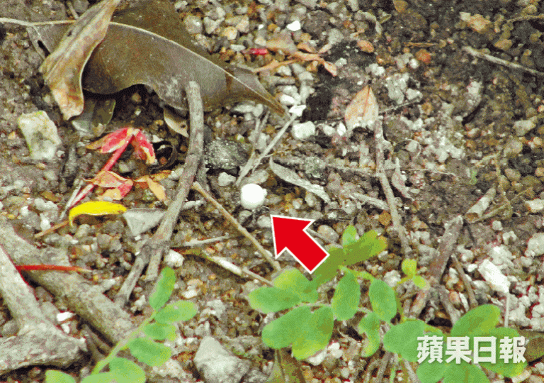 ■案發現場花槽內遺有BB彈(箭嘴示)。
■案發現場花槽內遺有BB彈(箭嘴示)。