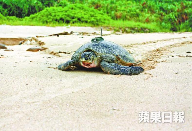 ■漁護署在2002年替一隻在深灣產卵的母龜安裝追蹤器,並命名為香港一號。資料圖片 ■漁護署在2002年替一隻在深灣產卵的母龜安裝追蹤器,並命名為香港一號。資料圖片