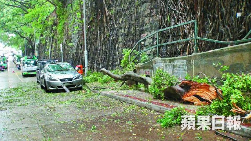 ■西營盤科士街石牆上一棵細葉榕倒塌,擊中一輛私家車。鄭大康攝
■西營盤科士街石牆上一棵細葉榕倒塌,擊中一輛私家車。鄭大康攝