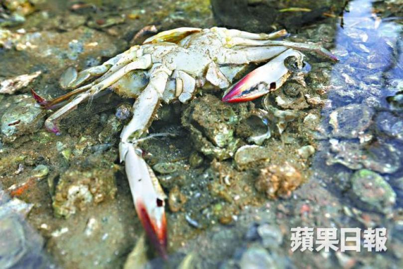 ■建築商用水馬圍出範圍較原訂泳灘範圍多出50多米。
