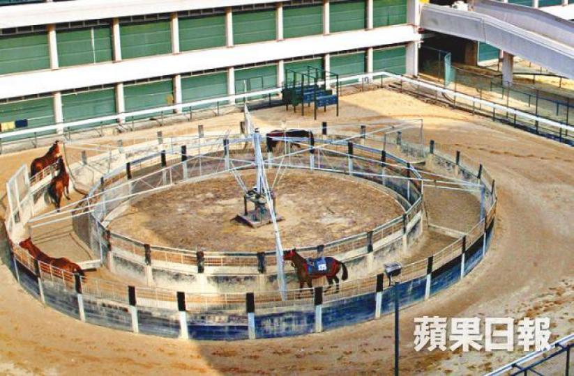 ■沙田馬房設置的行馬機，依靠人手操控行走速度。■新馬「超強奇兵」來自澳洲，今季來港仍在準備操練未有上陣。新練馬師麥菲文