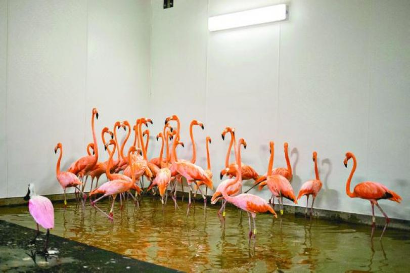 【邁阿密】■有動物園將紅鸛安置到室內。　路透社