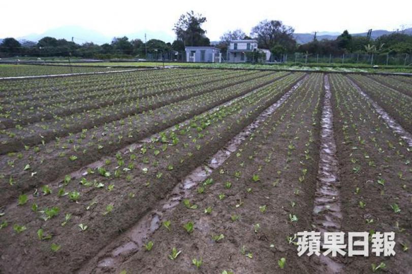 ■用優惠價讓地產商補地價，將農地變成「港人首置上車盤」，可快速解決土地問題。　資料圖片