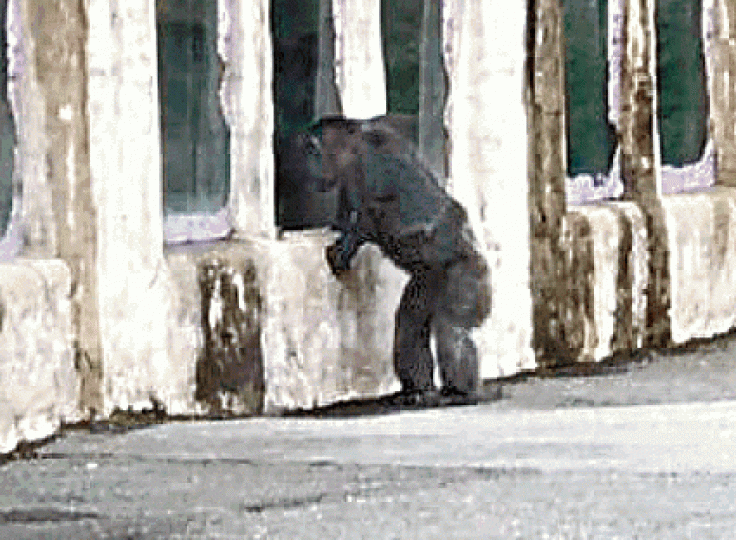 ■黑猩猩莎莉逃出欄柵後在園區遊蕩。■莎莉（左）在園區內休息。