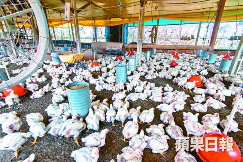 ■近兩萬隻白肉雞可在約1,320平方米空間內走動。佘錦洪攝
